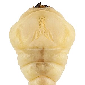 Melobasis ordinata, PL5503A, larva, from Acacia mearnsii, ventral view, SE, 28.3 × 6.7 mm